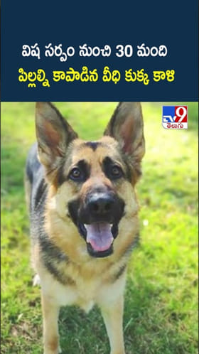 విష సర్పం బారి నుంచి 30 మంది పిల్లల్ని కాపాడిన వీధి కుక్క..చివరికి..