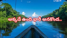 తెలియక ఆ నది ఒడ్డుకు వెళ్లారంటే ఖతమే! అమాంతం దూకేసే అనకొండలుంటాయ్