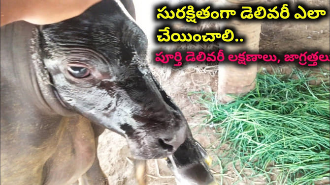 గేదె డెలివరీ సమయంలో ఈ జాగ్రత్తలు తప్పకుండా తీసుకోండి..