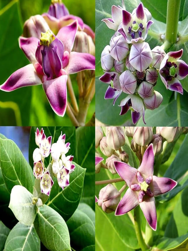 అవునా.. జిల్లేడు మొక్కతో ఇన్ని ఆరోగ్యప్రయోజనాలా..?