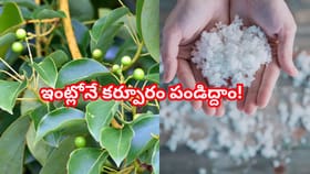 ఇంట్లోనే కర్పూరం మొక్కను పెంచుకోవాలా? ఈ సింపుల్ స్టెప్స్ ఫాలో