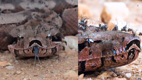 పాములను దోమలు కరిస్తే విషం ఎక్కుతుందా..? ఈ వీడియో చూస్తే..