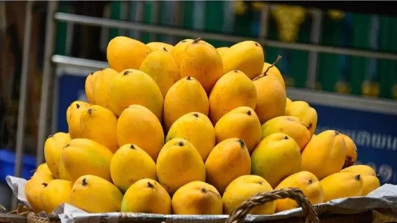 క్వాంటిటీ ఎంత ఉండాలి?: మధుమేహులు పండ్లు తినవచ్చు అంటే కిలోల కొద్దీ అని కాదు. ఒక సగటు షుగర్ పేషెంట్ రోజుకు 100 నుండి 150 గ్రాముల పండ్లను నిరభ్యంతరంగా తినవచ్చు. ఇది తియ్యగా ఉన్నప్పటికీ, రోజుకు కేవలం రెండు లేదా మూడు ముక్కలు మాత్రమే తీసుకోవాలి. ఇక  మామిడి పండు తినేటప్పుడు దాంతో పాటు కొన్ని బాదం పప్పులు లేదా వాల్‌నట్స్ తినండి. వీటిలో ఉండే ఆరోగ్యకరమైన కొవ్వులు, ప్రొటీన్లు రక్తంలో చక్కెర స్థాయిలు ఒక్కసారిగా పెరగకుండా అడ్డుకుంటాయి.
