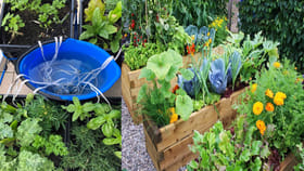 ఊరికి వెళ్తున్నారా? మొక్కలు ఎండిపోతాయని చింత వద్దు.. ఈ ట్రిక్ తో