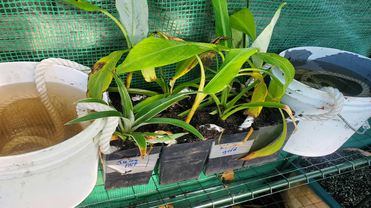 కాపిల్లరీ వాటరింగ్ సిస్టమ్ (Capillary Watering System) ఎలా చేయాలి?: దీని కోసం ఒక పెద్ద నీటి పాత్ర లేదా బకెట్ తీసుకోవాలి. కాటన్ తాడు (Cotton Rope) లేదా నూలు బట్టతో చేసిన పొడవైన ముక్కలు తీసుకోవాలి. ఇప్పుడు ఒక పెద్ద బకెట్ నిండా నీరు నింపి, దానిని మీ మొక్కల కుండీల కంటే కాస్త ఎత్తైన ప్రదేశంలో ఉంచండి. కాటన్ తాడును తీసుకుని, దాని ఒక చివరను బకెట్ అడుగు భాగం వరకు వెళ్లేలా వేయండి. అది నీటిలో పూర్తిగా మునిగి ఉండాలి.