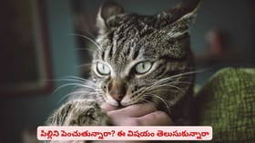 పెంపుడు జంతువుల విషయంలో చేయాల్సిన ముఖ్యమైన పని