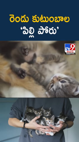 రెండు కుటుంబాల మధ్య ‘పిల్లి పోరు’.. ఇంతకీ ఏం జరిగిందంటే..?