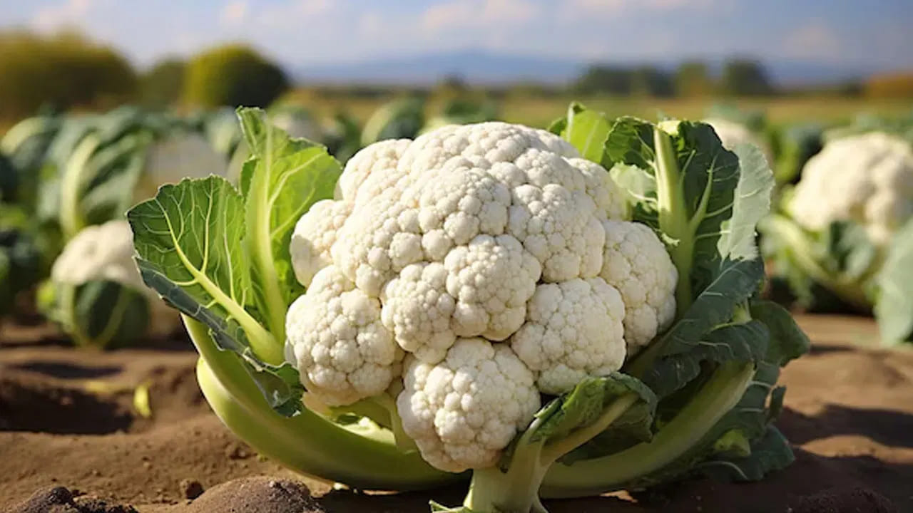 మనం ఆరోగ్యంగా ఉండటానికి నిత్యం తీసుకునే ఆహారంలో కూరగాయలకు ప్రాధాన్యత ఇస్తాం. మన వంటింట్లో రెగ్యులర్‌గా కనిపించే కూరగాయల్లో కాలీఫ్లవర్, క్యాబేజీ ముందు వరుసలో ఉంటాయి. ఇవి రెండూ చూడటానికి విభిన్నంగా ఉన్నప్పటికీ, పోషక విలువల విషయంలో మాత్రం గట్టి పోటీ ఇస్తాయి. అయితే ఆరోగ్య విషయానికి వస్తే ఈ రెండింటిలో ఏది బెస్ట్ అనే సందేహం చాలా మందిలో ఉంటుంది. ముఖ్యంగా రోగనిరోధక శక్తి పెరగాలన్నా లేదా జీర్ణక్రియ మెరుగుపడాలన్నా వీటిలో దేనిని ఎంచుకోవాలో తెలుసుకోవడం చాలా ముఖ్యం.
