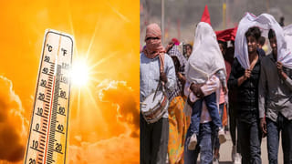 ఒక్క కోతికి రూ. 600.. ఎన్ని పట్టుకుంటే అంత డబ్బు.. ప్రభుత్వం నుంచి బంపర్ ఆఫర్