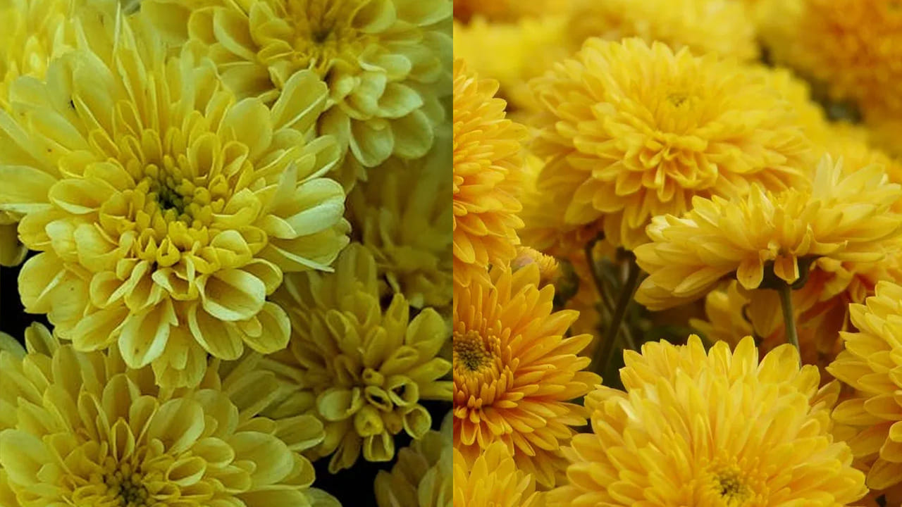 పించింగ్ తప్పనిసరి: చామంతి మొక్కలు పెంచేటప్పుడు ఈ పనిని ఖచ్చితంగా చేయాలి. మొక్క చిన్నగా ఉన్నప్పుడు కొంచం కత్తిరించాలి. ఇలా చేస్తే తక్కువగా పూసే పూలు ఎక్కువగా పూస్తాయి. అలాగే, కొమ్మల కొమ్మలుగా మొక్క విస్తరిస్తుంది.