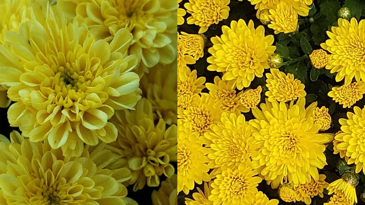 
చామంతి మొక్కలు పెంచేటప్పుడు దీనిని అందరూ గుర్తుపెట్టుకోవాలి. రోజుకు కనీసం 5 నుంచి 6 గంటల ఎండ దీనికి చాలా అవసరం. 
ఎందుకంటే, నీడలో ఉంటే ఈ పూలు ఎక్కువగా పూయవు. కాబట్టి, మీరు ఇలా చేయండి. 
