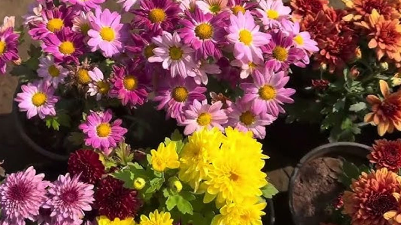 
నీరు క్రమంగా పెట్టాలి: మొక్క చుట్టూ ఎప్పుడూ తేమగా ఉండేలా చూసుకోవాలి. కానీ, నీరు మాత్రం అస్సలు నిలబడకుండా చూడండి. 
ఒక వేళ తేమ ఆరిపోయినా కూడా కొంచం కొంచం నీరు పెడుతూ ఉండాలి. ఇలా చేస్తే చామంతి పూలు గుత్తులు గుత్తులుగా పూస్తాయి. 