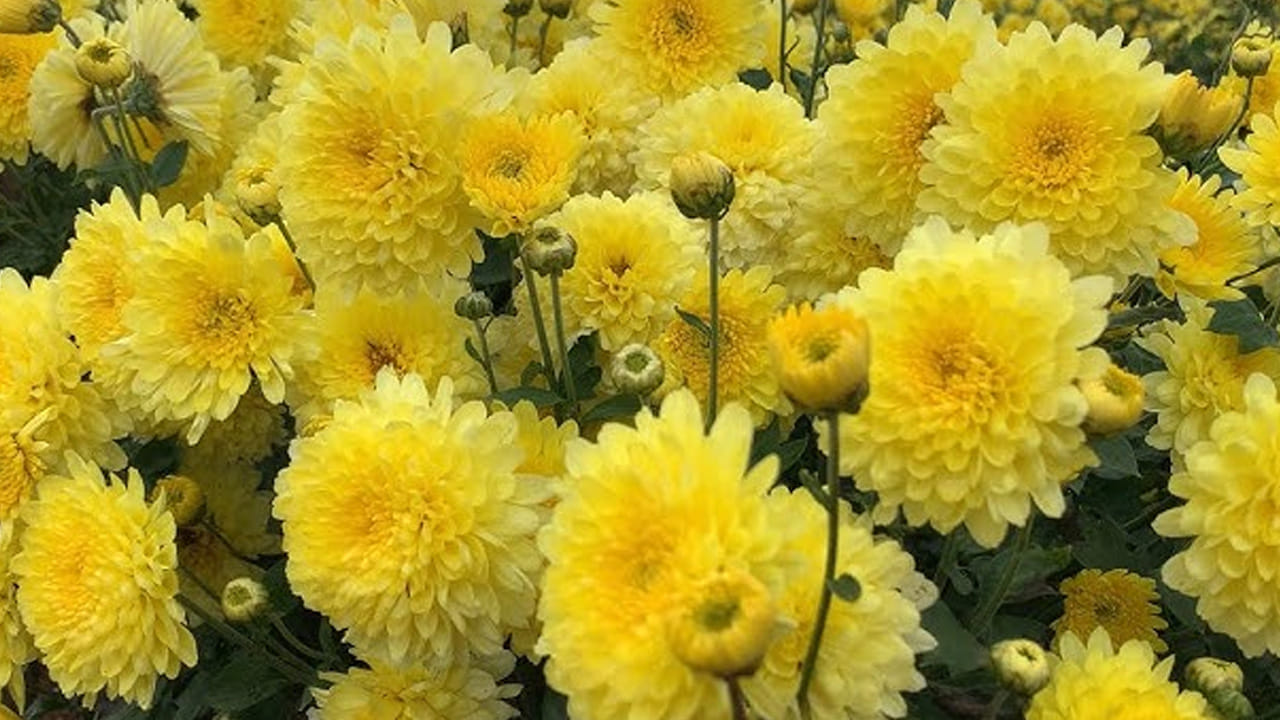 చామంతి మొక్కలు అందరి ఇళ్లలో ఉంటాయి. కానీ, కొందరి ఇళ్ళలో మాత్రమే ఇవి మంచిగా పూస్తాయి. మరి కొందరి ఇళ్ళలో పురుగు పడి సరిగా పూయవు. మీరు ఈ నేచురల్ చిట్కాలు పాటిస్తే సీజన్ మొత్తం గుత్తులు గుత్తులుగా పూస్తాయి. మరి, ఆ చిట్కాలు ఏంటో ఇక్కడ చూద్దాం.. 