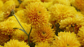 చామంతి పూలు సీజన్ మొత్తం గుత్తులు గుత్తులుగా పూయాలంటే