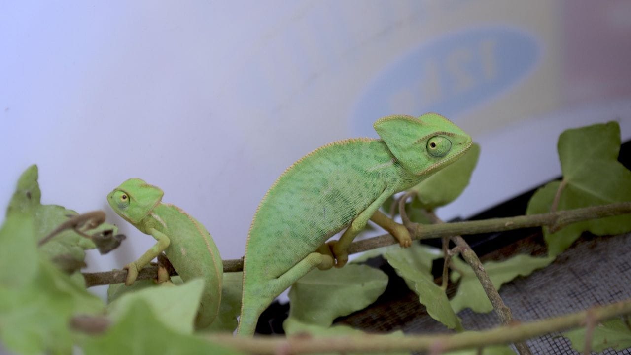 ఊసరవెల్లి: ఇది మనకు ఎక్కువగా చెట్లపై కనిపిస్తుంది. వీటి కళ్ల నిర్మాణం మిగతా జీవుతల పోల్చుతే చాలా విభిన్నంగా ఉంటుంది. దీని కంటి పై పొరలో ఒక చిన్న రంధ్రం ఉంటుంది, అది దానికి వ్యూయింగ్ విండోలా పనిచేస్తుంది. ఊసరవెల్లి కళ్లు మూసుకున్నా, ఆ చిన్న రంధ్రం ద్వారా చుట్టుపక్కల కదలికలను స్పష్టంగా చూడగలదు. ఇది తన వేటను పట్టుకోవడానికి ఎంతగానో సహాయపడుతుంది.