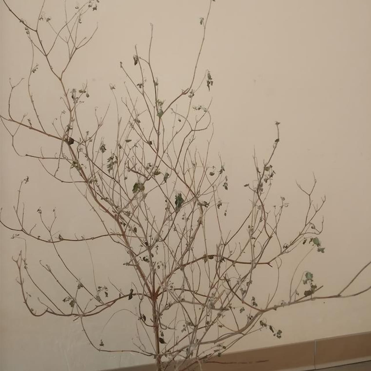 మొదటి సంకేతం: ఇంట్లో పచ్చని మొక్కలు ఎండిపోవడం.
చాణక్యుడు ప్రకృతికి, మనిషి జీవితానికి ఉన్న సంబంధాన్ని లోతుగా వివరించారు. ఇంట్లో పచ్చని మొక్కలు, ముఖ్యంగా తులసి మొక్క, అకస్మాత్తుగా వాడిపోవడం ఒక బలమైన హెచ్చరికగా భావిస్తారు. హిందూ ధర్మ శాస్త్రాల ప్రకారం, పచ్చదనం శుభానికి, సంపదకు చిహ్నం. మొక్కలు ఎండిపోవడం అనేది ఆ ఇంట్లో ప్రతికూల శక్తి పెరుగుతోందని, రాబోయే ఆర్థిక సంక్షోభానికి సంకేతమని ఆయన పేర్కొన్నారు. తులసి మొక్క ఎండిపోవడం అత్యంత ప్రమాదకరమని, ఇది ఇంట్లో శాంతి దేవి వెళ్లిపోతోందని, కుటుంబ సభ్యుల మధ్య గొడవలు లేదా అనారోగ్య సమస్యలు రాబోతున్నాయని సూచిస్తుంది. దీని వెనుక లాజిక్ కూడా ఉంది. మొక్కలు ఎండిపోతున్నాయంటే ఇంట్లో వ్యక్తులు తమ బాధ్యతలపైన శ్రద్ధ తగ్గించారని, ఇంట్లో ప్రతికూల వాతావరణం ఉందని అర్థం. చాణక్యుడు ఇలాంటి సంకేతం కనిపించినప్పుడు భయపడమని కాకుండా, జాగ్రత్తపడమని, ఎండిపోయిన మొక్కను తొలగించి కొత్తది నాటమని, సాత్విక వాతావరణాన్ని తీసుకురావాలని సూచించారు.
