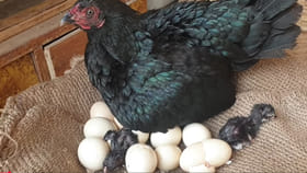 ఫ్రిజ్‌లో నిల్వ చేసిన నాటు కోడి గుడ్లు పొదుగుతాయా?