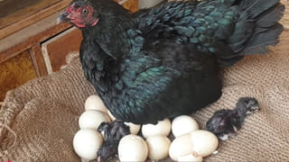 AP Education: విద్యాశాఖలో విజయాల కంటే వివాదాలే ఎక్కువ.. ఈసారి మొత్తం సీన్‌ రివర్స్!