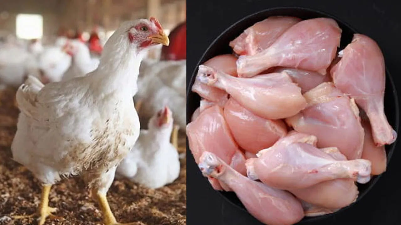 Chicken Prices: చికెన్ ప్రియులకు గుడ్ న్యూస్.. ఒక్కసారిగా తగ్గిన ధరలు.. ఇప్పుడు కిలో ఎంతంటే..?