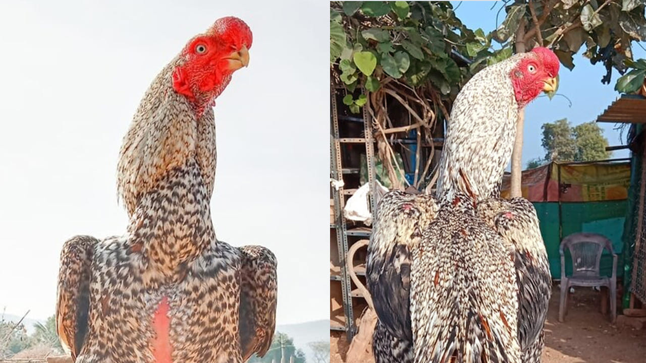 Chiluka Mukku Kodipunju 1