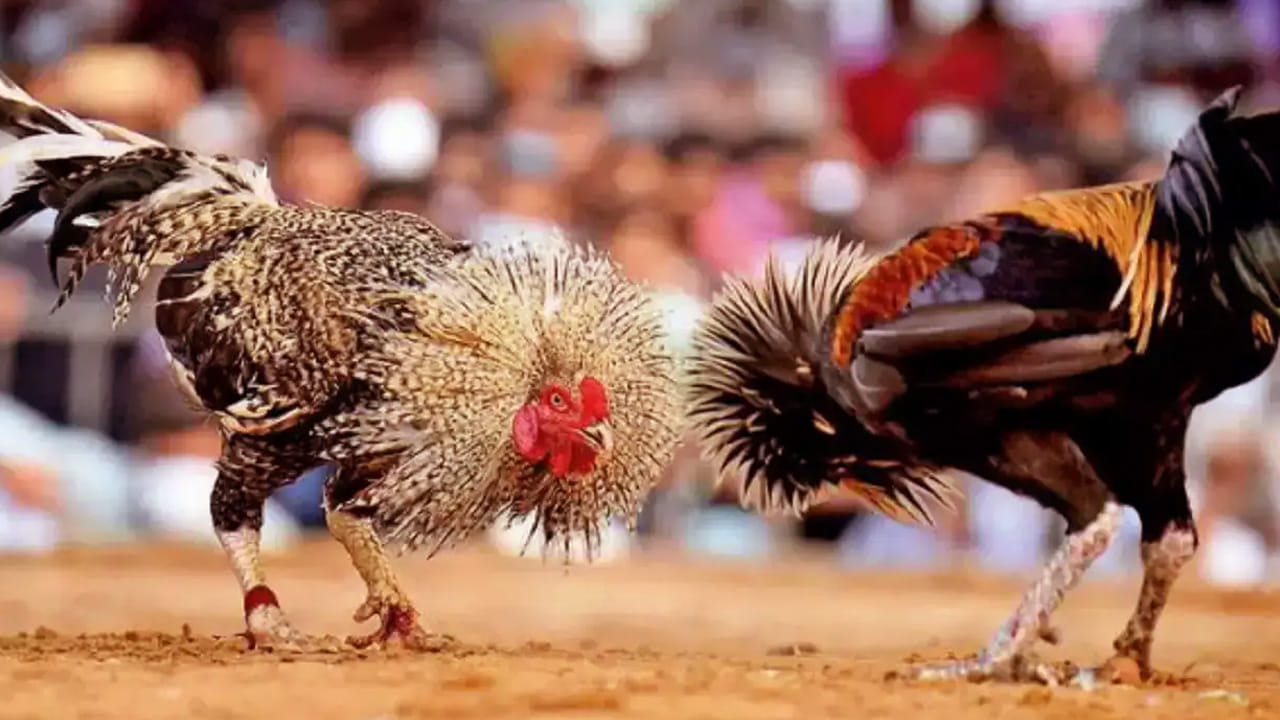 
ప్రకాశం జిల్లాకు చెందిన ఈ చిలక ముక్కు కోడి పుంజు ధర మూడు లక్షల నుంచి నాలుగు లక్షల వరకు పెరుగుతుంది. ఈ జాతీ కోళ్లకు ఎల్లప్పుడూ డిమాండ్ గట్టిగానే ఉంటుంది. ఎందుకంటే ఇది పొడవాటి ముక్కు, తోకతో ప్రత్యేకంగా ఉంటుంది. అంతేకాదు, ఈ కోళ్లు  అందాల పోటీల్లో  పాల్గొంటాయి. ఇక ఆ సమయంలో అయితే, రూ 5 లక్షల వరకు కూడా ఉంటుంది. 