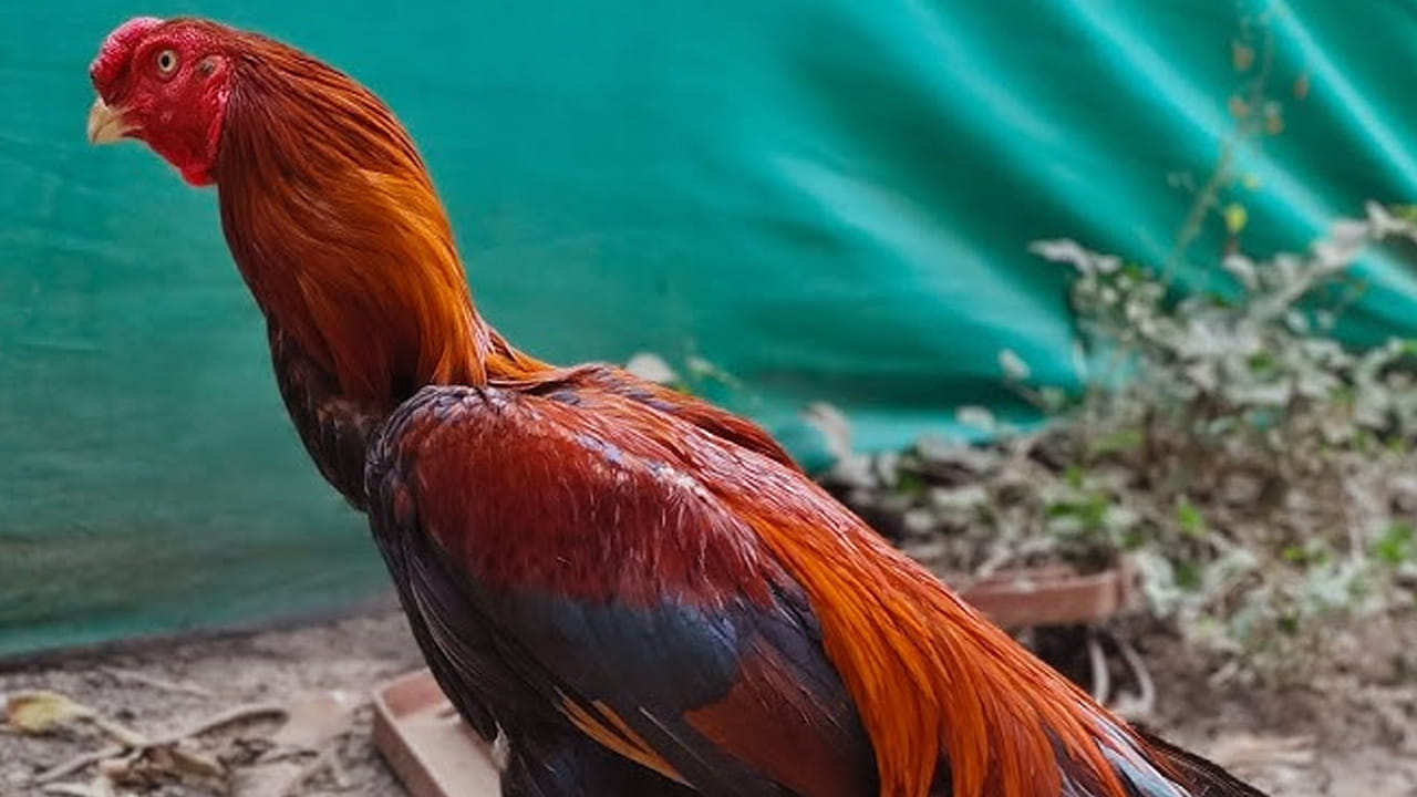 వీటిని అన్ని కోళ్లలాగా కాకుండా  గిన్నెడు బాదం, పిస్తా వంటి వాటితో పెంచుతారు. ఈ కోళ్లు చిలక ముక్కుతో అందంగా కనిపిస్తాయి. 
అంతే కాదు, ఇవి కోళ్ళ పందేల్లో దిగితే అవతలి పుంజు దీని ముందు తగ్గాల్సిందే. ఇవి ఎక్కువగా  తమిళనాడు, ఆంధ్రప్రదేశ్‌లో కనిపిస్తాయి. వీటిని పెంచడం అంత ఈజీ కాదు. అందుకే,ఇవి అంత ధర పలుకుతున్నాయి. 
