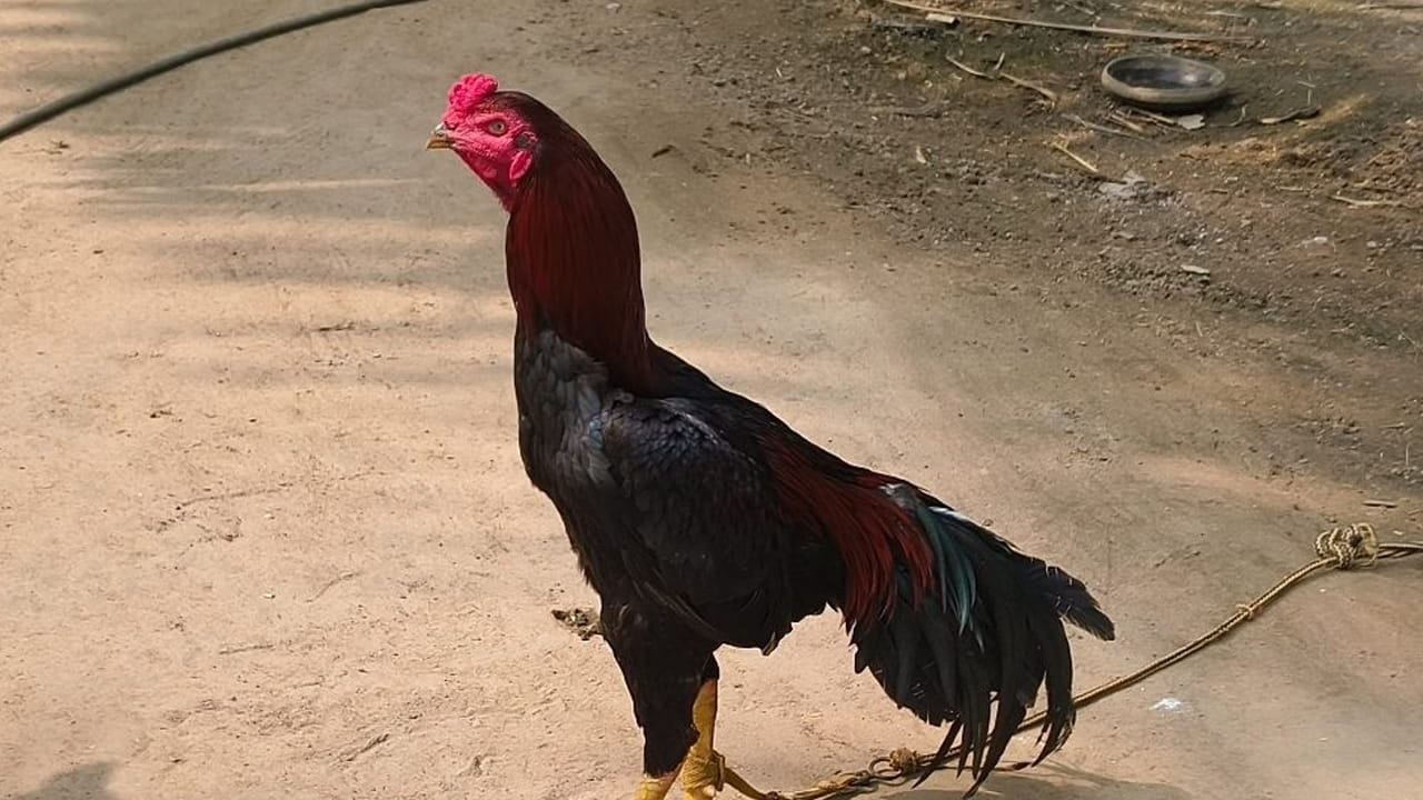 చిలుక ముక్కు కోడి పుంజు మాంసం ధర ఎంతంటే? ఈ మాంసం కూడా వేలల్లో  పలుకుతుంది. ఇంకా పోటీలకు ముందు జీడిపప్పు,  గుడ్లును కూడా వీటిని పెడతారు. సంతల్లో అయితే వీటి కోసం జనాలు ఎగబడతారు. ఎందుకంటే, ఇవి కొన్ని సీజన్లో డిమాండ్ బాగా ఉంటుంది. ఏడాదిలో దీని మాంసం తినాల్సిందే. 