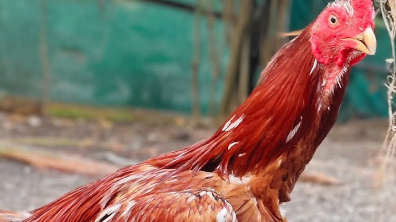 (NOTE: ఇందులోని సమాచారం కేవలం అవగాహన కోసం మాత్రమే. ఇంటర్నెట్ నుంచి తీసుకోబడిన సమాచారం ఇక్కడ తెలియజేయడమైనది.  వారు తెలిపిన అంశాల ఆధారంగా అందించినవి మాత్రమే.. వీటిలో ఎలాంటి శాస్త్రీయ ఆధారాలు లేవని పాఠకులు గమనించాలి. టీవీ9 తెలుగు దీనిని ధృవీకరించలేదు.)
