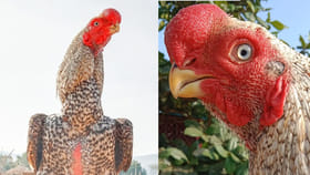 ఈ కోడి పుంజు ధరతో 4 ఐఫోన్లు కొనుక్కోవచ్చు గురూ.. మరి అంత స్పెషలా