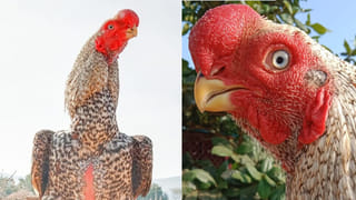 Cooler in Summer: ఎండల్లో కూలర్‌ ఇలా వాడారంటే.. ఏ క్షణమైనా బాంబ్‌ బ్లాస్ట్‌ తప్పదు!