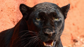 గౌహతి నుంచి విశాఖకు నల్ల చిరుత.. జూలో కొత్త అతిథి సందడి