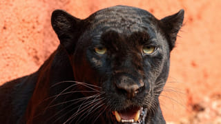 నీరసంగా ఉండి తినలేని టైంలో ఈ మొక్కజొన్న పకోడి తింటే లేచి పరుగులు పెడతారు