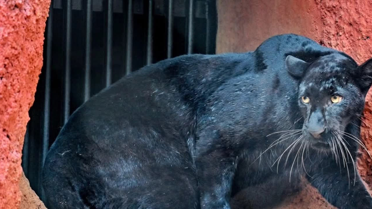  విశాఖలో ఆ ప్రత్యేక అతిధిని చూసేందుకు తరలివస్తున్నారు. నాలుగేళ్ల వయసుగల ఈ ఆడ నల్ల చిరుతను.. గౌహతిలోని అస్సాం స్టేట్ జూ కం బొటానికల్ గార్డెన్ నుంచి తీసుకొచ్చారు. యానిమల్ ఎక్స్చేంజ్ ప్రోగ్రాం లో భాగంగా.. ఈ బ్లాక్ పాంథర్ విశాఖ జూకు వచ్చింది. ఈ జంతువును ఘోస్ట్ ఆఫ్ జంగిల్ గా పిలుస్తున్నారు
