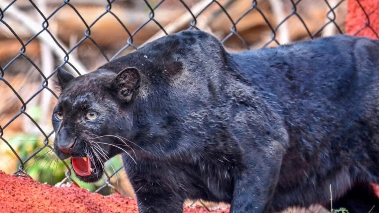 భారతదేశంలో జంతు ప్రదర్శన మధ్య జరిగే జంతు మార్పిడి పద్ధతి అనేది జంతువుల సంరక్షణ, సంతనోత్పత్తి, జన్యు వైవిధ్యాన్ని కాపాడేందుకు ఉపయోగించి ఒక శాస్త్రీయ విధానం. ఈ ప్రక్రియ సెంట్రల్ జూ అథారిటీ పర్యవేక్షణ జరుగుతుంది.