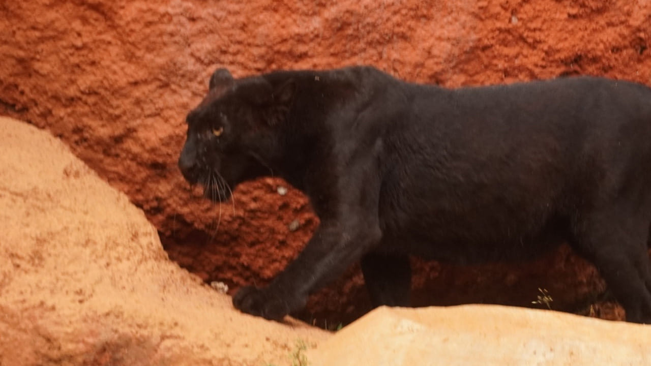 విశాఖకు తీసుకొచ్చిన తర్వాత ఈ బ్లాక్ పాంథర్ ను నెలన్నర పాటు  క్వారంటైన్ లో  ఉంచారు. నల్ల చిరుత ఆరోగ్యంగా ఉందని నిర్ధారించుకున్న తర్వాత.. ఎన్ క్లోజర్ లో అధికారికంగా పిసిసిఎఫ్ చలపతిరావు సమక్షంలో విడిచిపెట్టారు. సందర్శకులకు అందుబాటులోకి తీసుకువచ్చారు. ఈ కొత్త అతిధిని చూసేందుకు జనం క్యూ కడుతున్నారు.