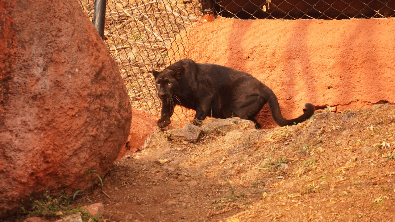  ఈ నల్ల చిరుత పేరు రెజీమా.. నిపుణులైన సిబ్బందిని దీని సంరక్షణ కోసం ఉంచారు. బ్లాక్ పాంథర్ డైట్ ప్రత్యేకంగా ఉంటుంది. దీనికి ప్రతిరోజు ఉదయం ఒక కిలో చికెన్ పెడతారు. మధ్యాహ్నం.. రెండు నుంచి మూడు కిలోల వరకు బీఫ్ ఆహారంగా వేస్తామని జూక్యూరేటర్ మంగమ్మ తెలిపారు. 