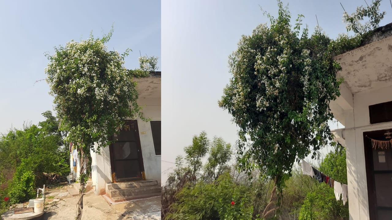 Climbing Jasmine Plant