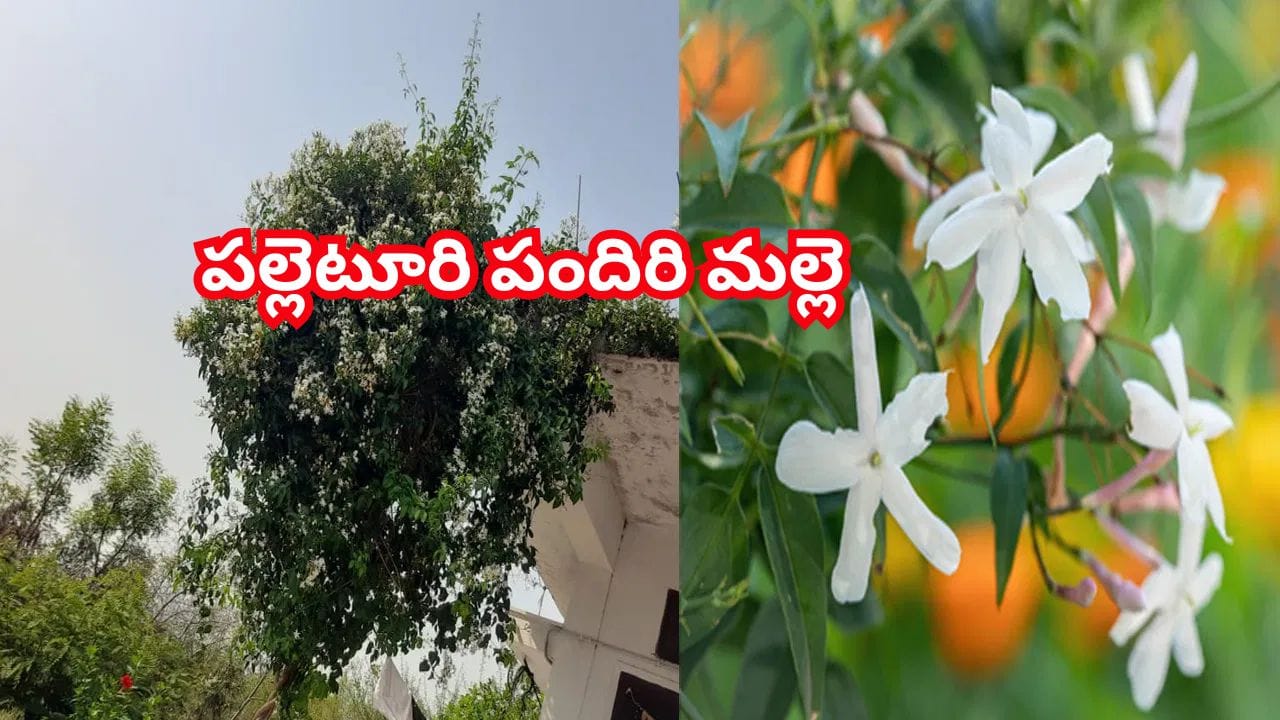 సీజన్‌తో పనిలేదు..ఈ పందిరి మల్లె మీ ఇంట్లో ఉంటే.. ప్రతి రోజూ పూల వర్షమే..!
