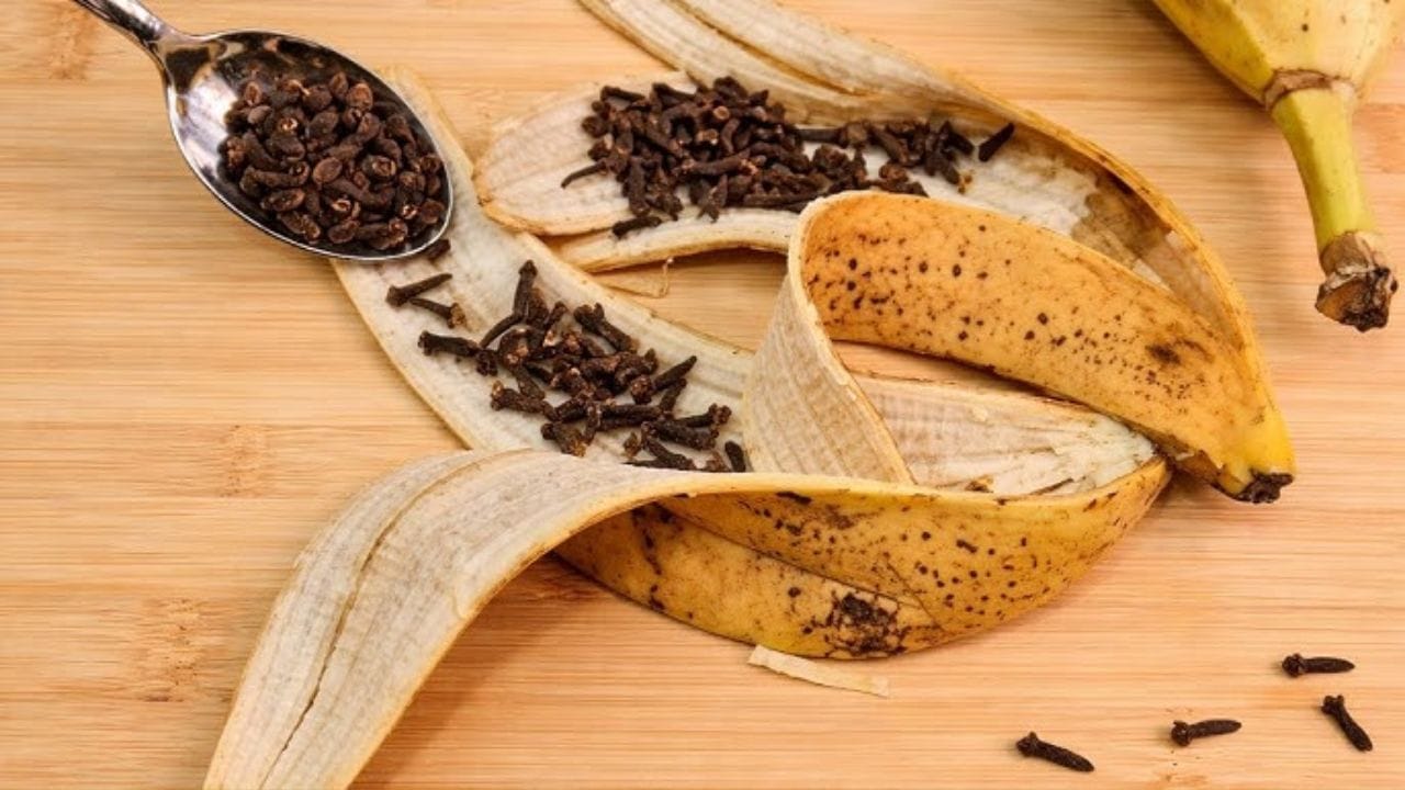 ఉపయోగించే విధానం: ఈ మిశ్రమాన్ని తెల్ల జుట్టు ఉన్న చోట బాగా అప్లై చేయాలి. ఇది జుట్టుకు సహజమైన నలుపు రంగును ఇవ్వడమే కాకుండా, జుట్టు మెరిసేలా, ఆరోగ్యంగా పెరిగేలా చేస్తుంది. బయటదొరికే రసాయన హెయిర్ డైల కంటే ఇది చాలా ప్రభావవంతంగా పనిచేస్తుంది.