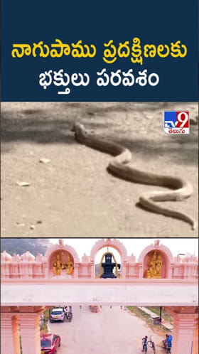నంది విగ్రహం చుట్టూ నాగుపాము ప్రదక్షణలు..