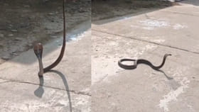 బుసలు కొడుతూ హడలెత్తించిన త్రాచుపాము.. తెలివిగా ఎలా బంధించాడో..