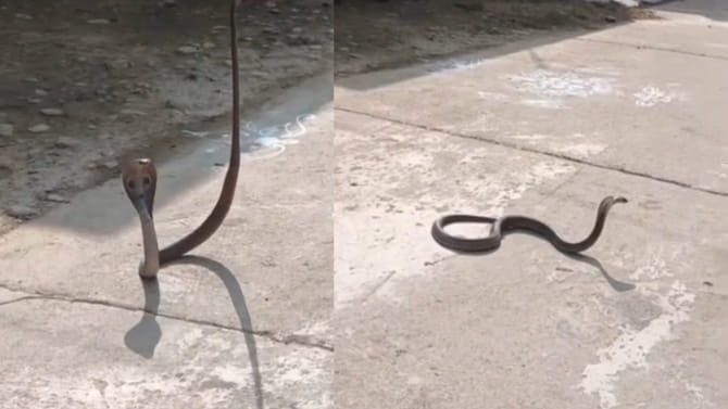 బుసలు కొడుతూ హడలెత్తించిన త్రాచుపాము.. తెలివిగా ఎలా బంధించాడో..