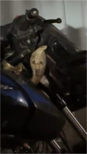 మెదక్ జిల్లాలో.. బైక్‌లో దూరి బుసలుకొట్టిన నాగుపాము