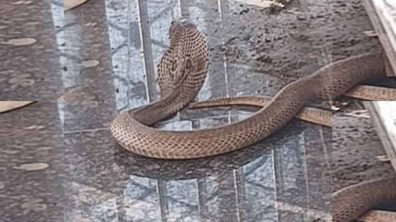 ఆ గుడిని సర్పం పగ పట్టిందా.! నంది చుట్టూ ప్రదక్షిణలు చేస్తున్న నాగుపాము.. వీడియో వైరల్!