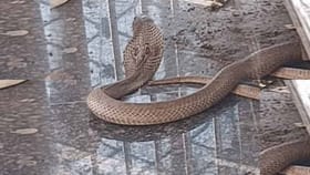 శివుడి స్పర్శ కోసం నాగుపాము తపిస్తుందా..?