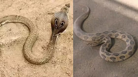 నాగుపాముని రక్తపింజరి కరిస్తే ఏమవుతుంది..?