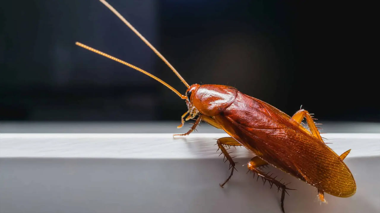 Cockroach 3