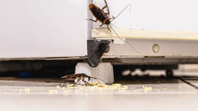 కిచెన్‌లో బొద్దింకల బెడద ఎక్కువగా ఉందా.?