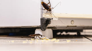 Crow Lifespan: కాకులు ఎంత కాలం జీవిస్తాయో తెలుసా? ముసలి కాకులకు యమ డిమాండ్‌..