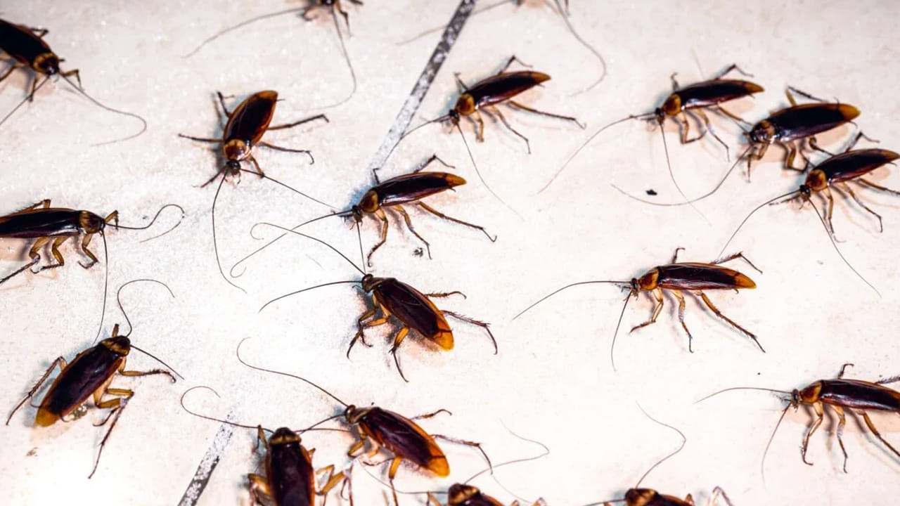 Cockroach: ఇలా చేస్తే ఇంట్లో బొద్దింకలు అస్సలు ఉండవు.. వాటి గురించి ఆశ్చర్యపోయే నిజాలు!